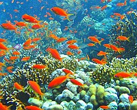 Du lịch Phú Quốc câu cá lặn biển ngắm san hô