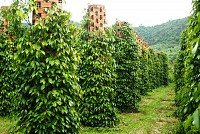 Vườn tiêu Phú Quốc xanh mướt một màu