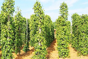 Du Lịch Phú Quốc Thăm Vườn Tiêu Phú Quốc Du Lịch Phú Quốc Thăm Vườn Tiêu Phú Quốc