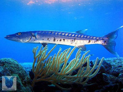 Cá Nhồng - du lịch Phú Quốc Cá Nhồng - du lịch Phú Quốc