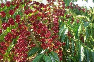 Khu du lịch sinh thái vườn tiêu Phú Quốc Khu du lịch sinh thái vườn tiêu Phú Quốc