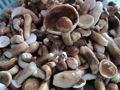 Nấm Tràm Phú Quốc Nấm Tràm Phú Quốc