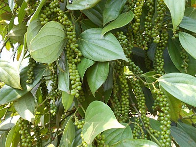 Nên thưởng thức những đặc sản gì khi đi du lịch Phú Quốc Nên thưởng thức những đặc sản gì khi đi du lịch Phú Quốc