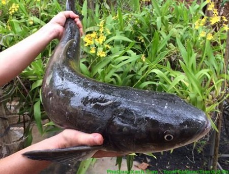 Cá Bớp Một Món Ăn Bổ Dưỡng Cá Bớp Một Món Ăn Bổ Dưỡng