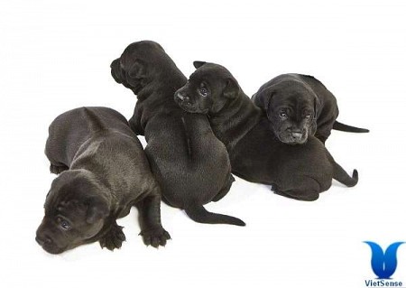 Chó xoáy lưng - Chó Phú Quốc Chó xoáy lưng - Chó Phú Quốc