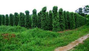 HÀNH TRÌNH 2 NGÀY 1 ĐÊM: MỘT THOÁNG ĐẢO XA