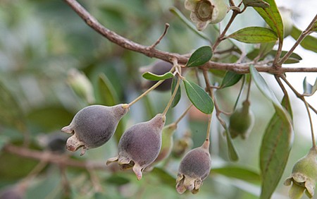 Giới thiệu Sim Sơn Phú Quốc Giới thiệu Sim Sơn Phú Quốc