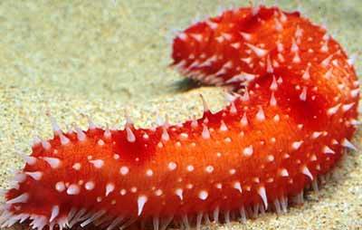 Những Đặc Sản Trên Đảo Phú Quốc ( P2 ) Những Đặc Sản Trên Đảo Phú Quốc ( P2 )