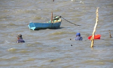 Săn ốc hoàng đế ở Phú Quốc