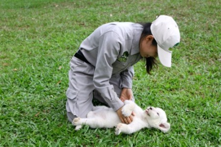 Sư tử đẻ con lần đầu ở Safari Phú Quốc Sư tử đẻ con lần đầu ở Safari Phú Quốc