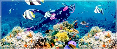 chương trình Bắc Đảo - Câu Cá Lặn Biển Ngắm San Hô