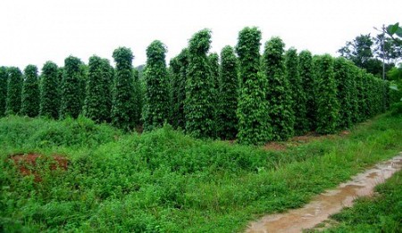 Hành Trình Khám Phá Bắc Đảo Mũi Gành Dầu