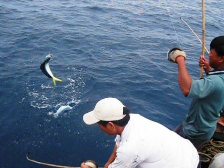 chương trình Nam Đảo Câu Cá Lặn Ngắm San Hô