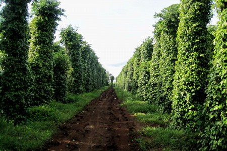 Chương trình Phú Quốc 2 Ngày 1 Đêm (VPQ20)