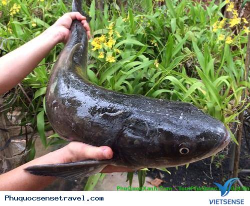 Cá bớp phú quốc Cá bớp phú quốc