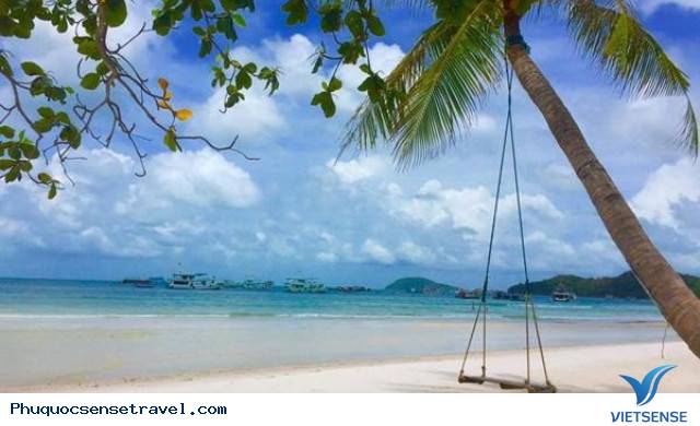 Chuyện Về Cây Dừa Đổ Và Chiếc Xích Đu Đặc Biệt Ở Phú Quốc - Ảnh 3 Chuyện Về Cây Dừa Đổ Và Chiếc Xích Đu Đặc Biệt Ở Phú Quốc - Ảnh 3