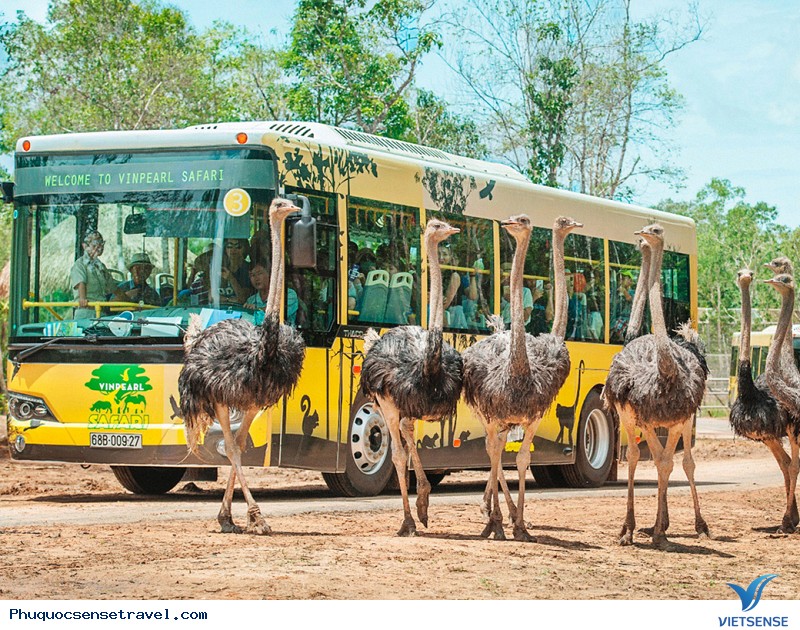 Khám Phá Phú Quốc Với Những Trải Nghiệm Mùa Thu Tuyệt Vời - Ảnh 3