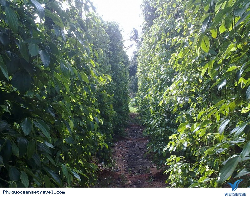 Những Địa Điểm Và Món Ăn Nhất Định Không Thể Bỏ Qua Khi Tới Phú Quốc - Ảnh 6 Những Địa Điểm Và Món Ăn Nhất Định Không Thể Bỏ Qua Khi Tới Phú Quốc - Ảnh 6