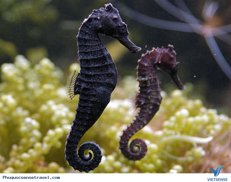 Những Địa Điểm Và Món Ăn Nhất Định Không Thể Bỏ Qua Khi Tới Phú Quốc - Ảnh 9 Những Địa Điểm Và Món Ăn Nhất Định Không Thể Bỏ Qua Khi Tới Phú Quốc - Ảnh 9