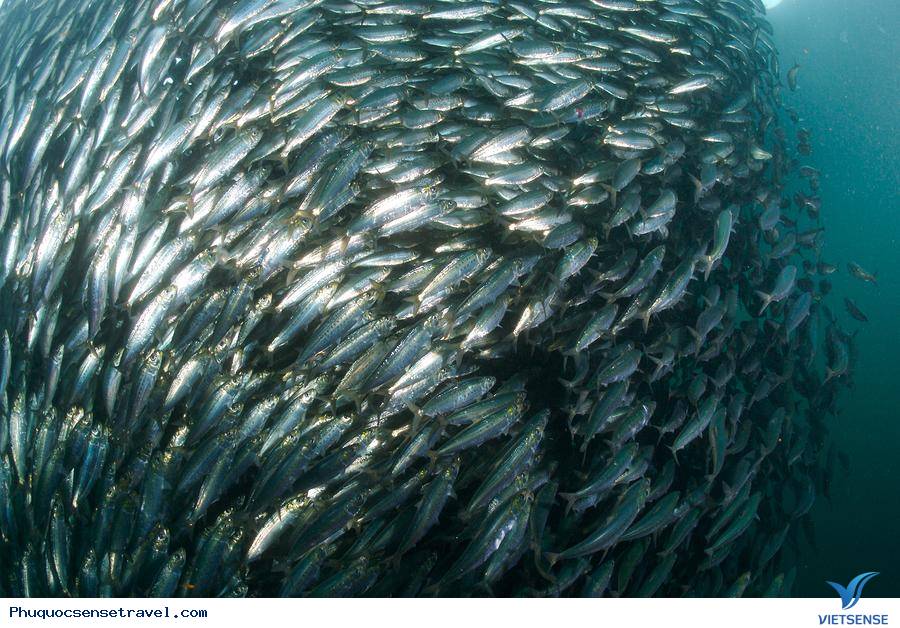 Cá cơm lăn bột chiên xù đặc sản Phú Quốc - Ảnh 2