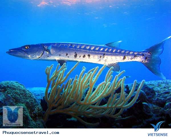 Cá Nhồng - Phú Quốc