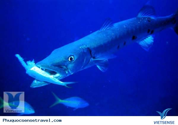 Cá Nhồng - Phú Quốc
