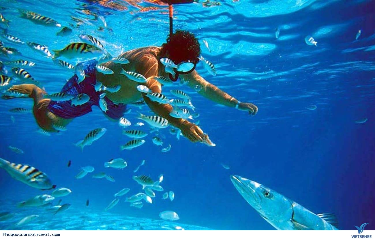 Câu cá lặn biển ngắm san hô 3 Ngày tại Phú Quốc - Ảnh 1