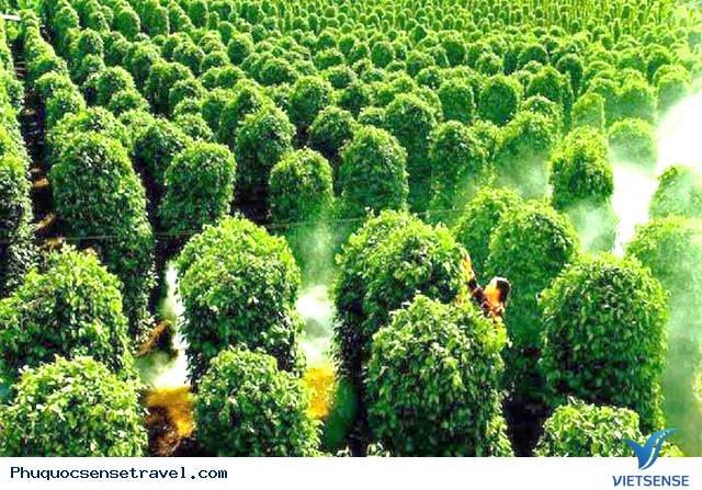 NGÀY 1: TP. Hồ Chí Minh - Phú Quốc  (Ăn sáng, trưa)