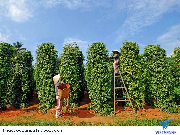 Chia Sẻ 15 điểm thăm quan Thiên Đường Ở Phú Quốc - Ảnh 12 Chia Sẻ 15 điểm thăm quan Thiên Đường Ở Phú Quốc - Ảnh 12