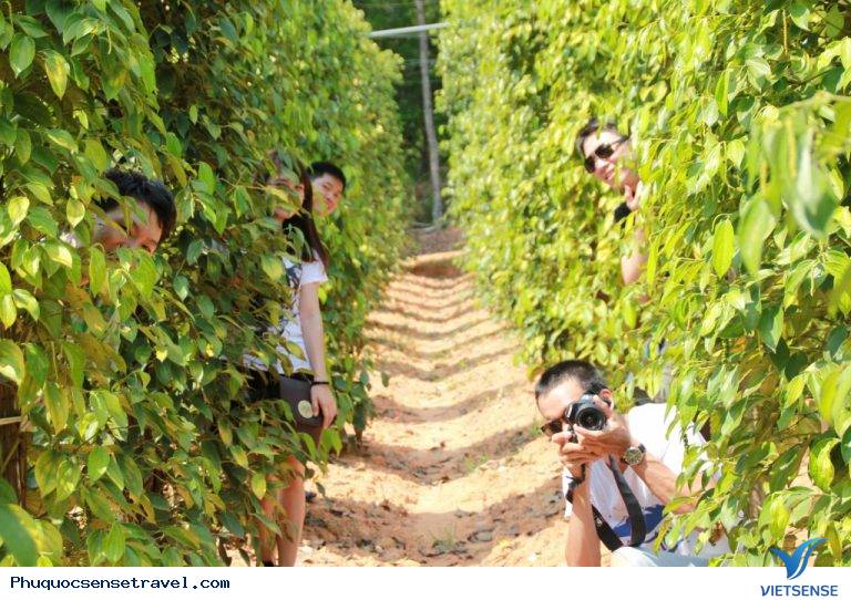 Chia Sẻ 15 điểm thăm quan Thiên Đường Ở Phú Quốc - Ảnh 13 Chia Sẻ 15 điểm thăm quan Thiên Đường Ở Phú Quốc - Ảnh 13