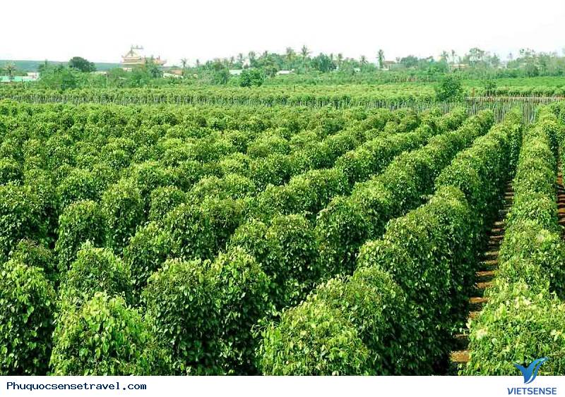 Điểm danh những điểm sống ảo mà dân mạng truy tìm - Ảnh 6 Điểm danh những điểm sống ảo mà dân mạng truy tìm - Ảnh 6