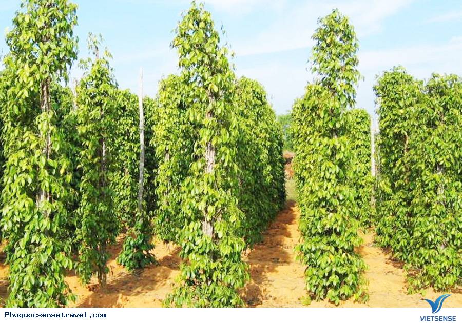 Vi vu Phú Quốc 2 ngày hết hơn 1 triệu - Ảnh 4