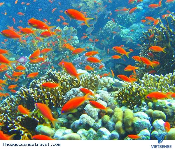 hành trình Phú Quốc câu cá lặn biển ngắm san hô - Ảnh 1 hành trình Phú Quốc câu cá lặn biển ngắm san hô - Ảnh 1