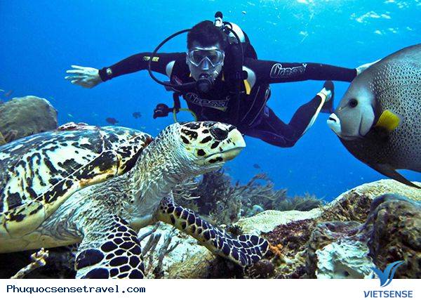hành trình Phú Quốc câu cá lặn biển ngắm san hô - Ảnh 4 hành trình Phú Quốc câu cá lặn biển ngắm san hô - Ảnh 4