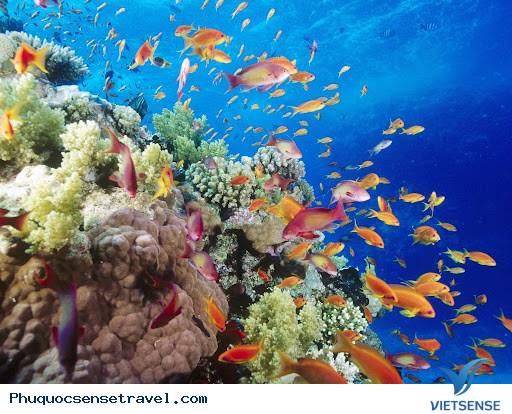 hành trình Phú Quốc điểm hẹn - Ảnh 3