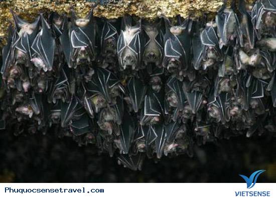hang dơi phú quốc hang dơi phú quốc