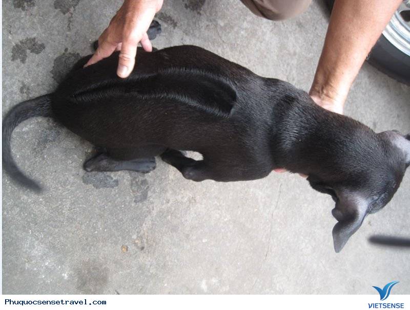 hành trình Phú Quốc: Nuôi Cho Xoáy Phú Quốc - Ảnh 1