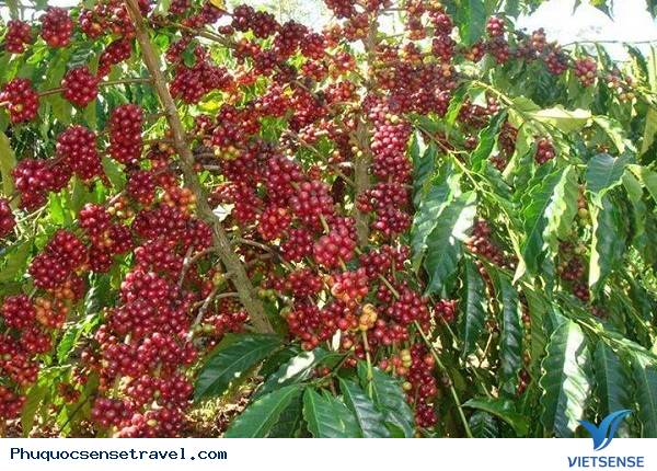 Thăm Vườn Tiêu Phú Quốc - Ảnh 2