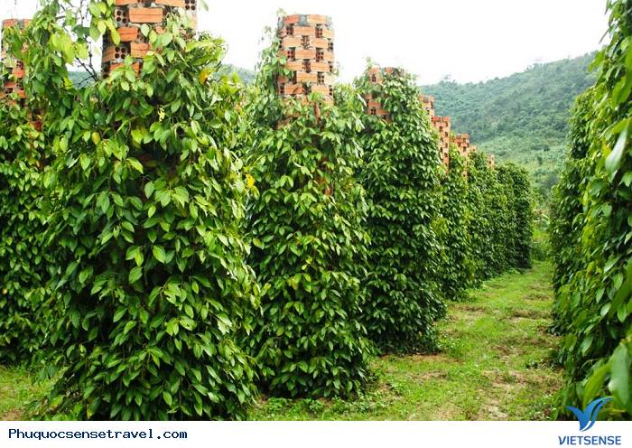 trải nghiệm Phú Quốc tự túc giá rẻ - Ảnh 8