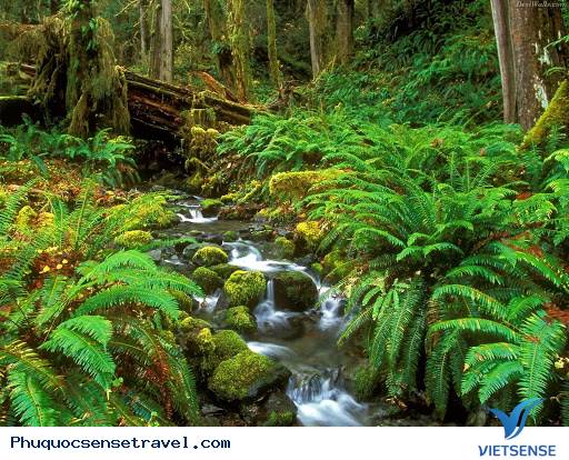 Giới thiệu chung vườn quốc gia Phú Quốc