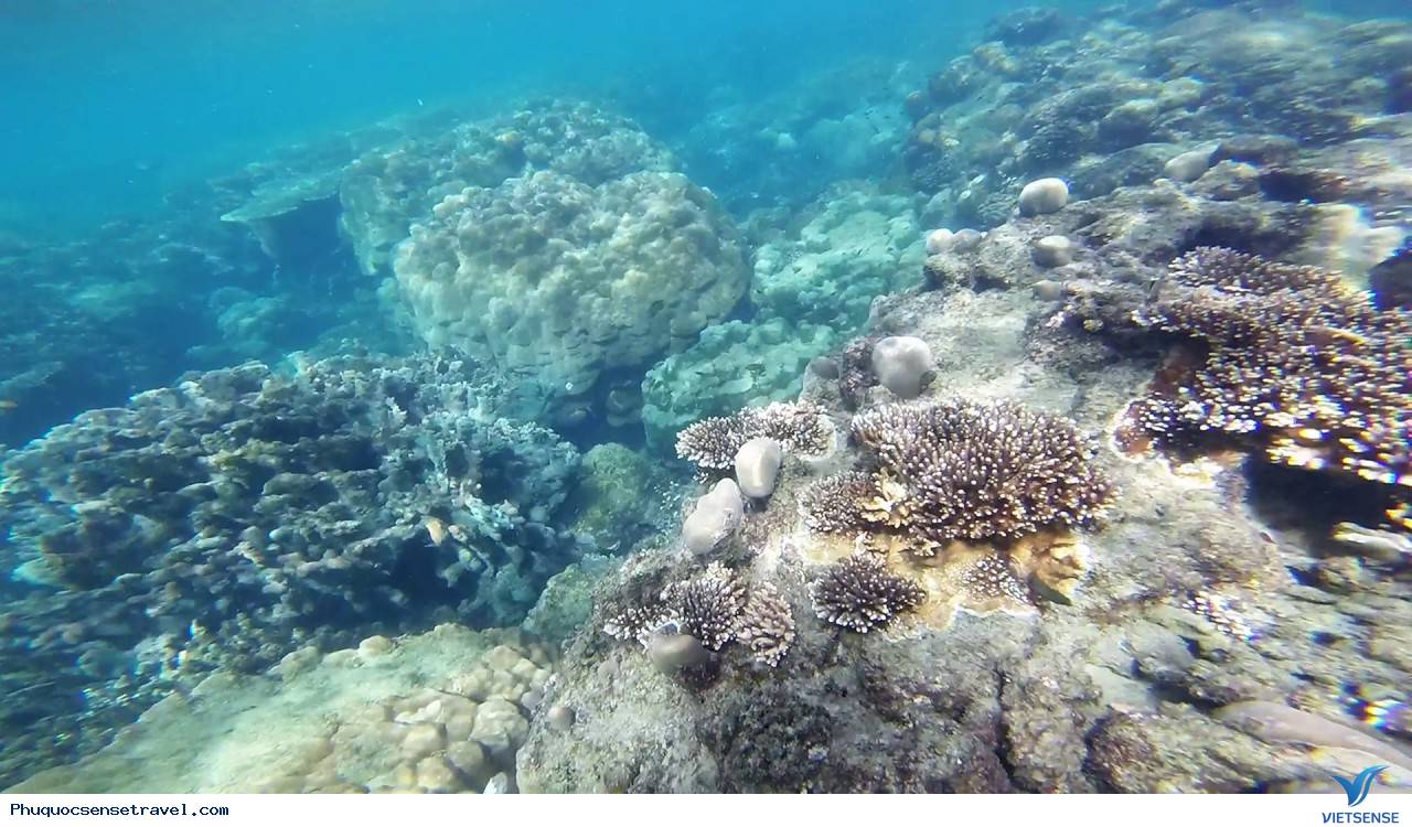 Giới thiệu Hòn Đồi Mồi - Ảnh 2