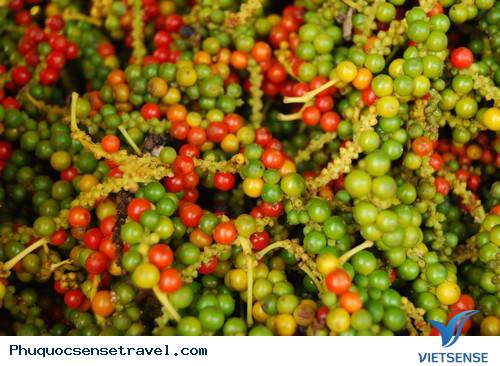 chương trình
phú quốc, hồ tiêu phú quốc chương trình
phú quốc, hồ tiêu phú quốc