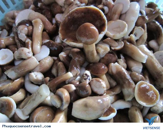 Nấm Tràm Phú Quốc Nấm Tràm Phú Quốc