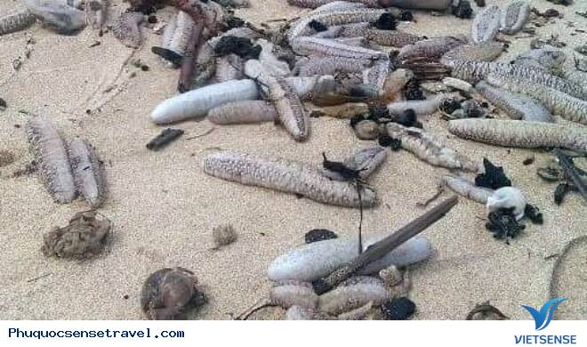 Hàng Ngàn Con Hải Sâm Dạt Vào Bờ Biển Phú Quốc - Ảnh 2 Hàng Ngàn Con Hải Sâm Dạt Vào Bờ Biển Phú Quốc - Ảnh 2