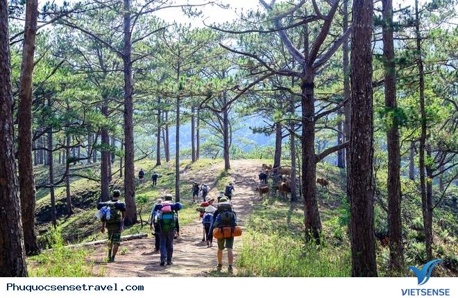 Hình ảnh tuyệt đẹp của con đường xuyên rừng đẹp nhất Việt Nam Hình ảnh tuyệt đẹp của con đường xuyên rừng đẹp nhất Việt Nam