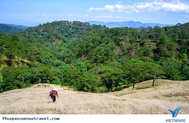 Hình ảnh tuyệt đẹp của con đường xuyên rừng đẹp nhất Việt Nam Hình ảnh tuyệt đẹp của con đường xuyên rừng đẹp nhất Việt Nam