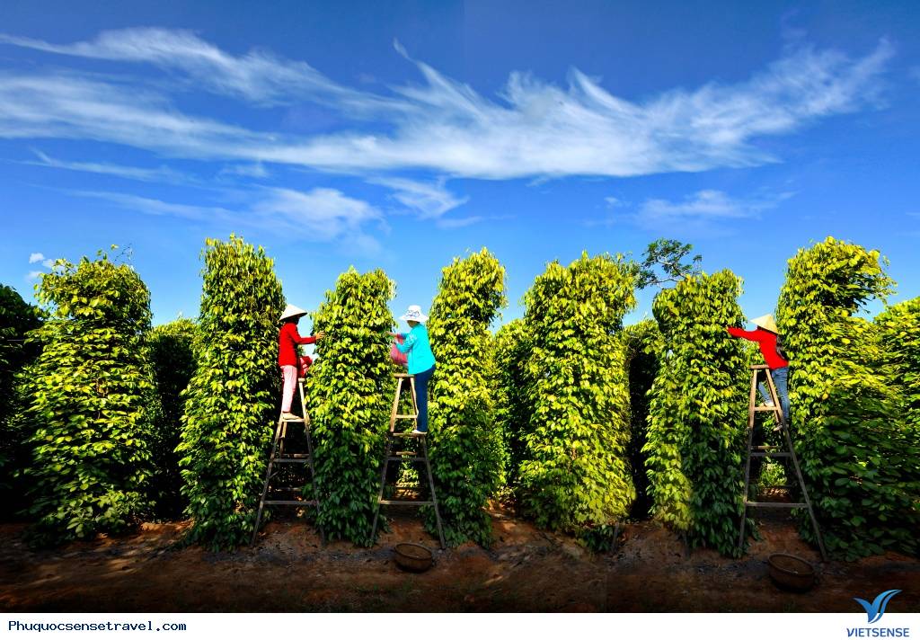 Hồ Tiêu Phú Quốc - Ảnh 3 Hồ Tiêu Phú Quốc - Ảnh 3