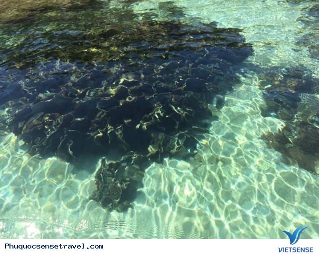 Hòn Gầm Gì Phú Quốc - Ảnh 13