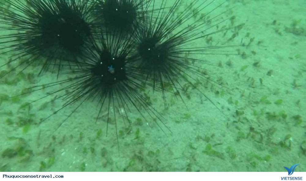 Khám phá những bãi nhum khổng lồ ven biển Phú Quốc - Ảnh 1