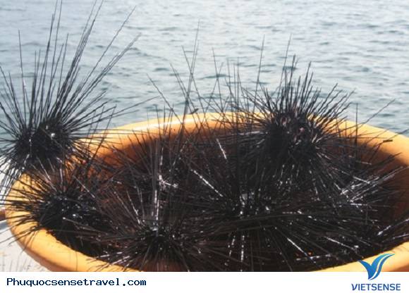 Khám phá những bãi nhum khổng lồ ven biển Phú Quốc - Ảnh 4